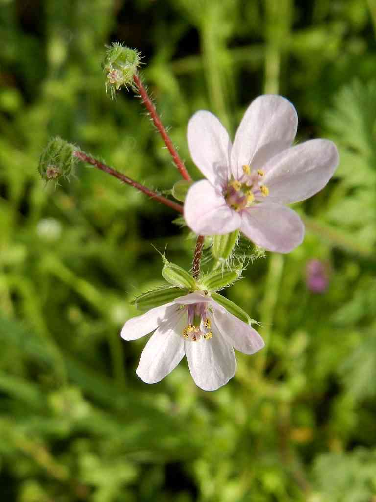 Erodium sp.